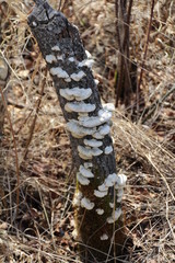 Mushrooms On Tree Stump, Whitemud Park, Edmonton, Alberta