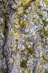 tree trunk texture
