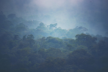 Fototapeta na wymiar view of tropical forest, Khao Yai National Park, Thailand
