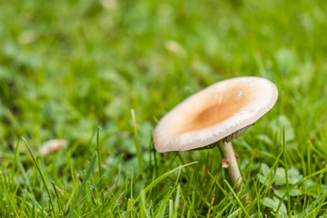 beige mushroom on the grassy ground