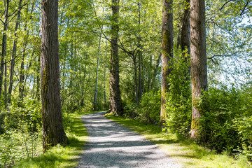 narrow trail inside forest under the sun surrounded by green trees