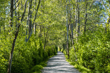 a gravel pathway inside forest under the sun surrounded by green trees