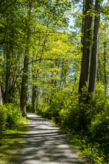 Obraz premium a gravel pathway inside forest under the sun surrounded by green trees