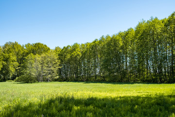 whole line of green and straight trees behind grass field under the sun and blue sky