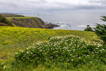 Fort Ross