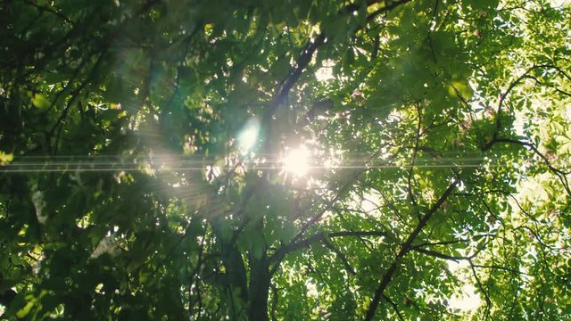 Sun shining on a summer day through the green trees and leaves. Includes anamorphic look and flares.
Original Author: Danny Feng www.hellodannyfeng.com