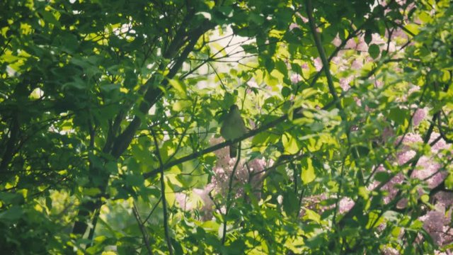Single bird sitting on a tree singing
Original Author: Danny Feng www.hellodannyfeng.com