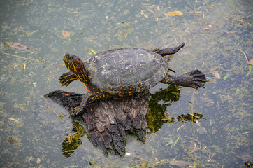 Obraz premium An Arrau Turtle resting and sunning itself on a log in the Amazon rainforest