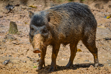 A Peccary. A medium-sized hoofed mammal of the family Tayassuidae in the suborder Suina along with the Old World pigs, Suidae. They are found throughout Central and South America and in the southweste