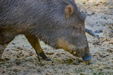A Peccary. A medium-sized hoofed mammal of the family Tayassuidae in the suborder Suina along with the Old World pigs, Suidae. They are found throughout Central and South America and in the southweste