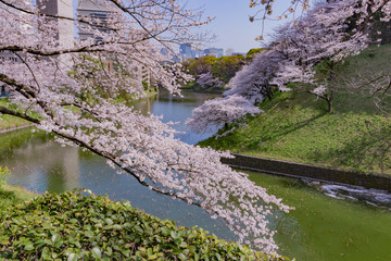 Obraz na płótnie Canvas 東京千鳥ヶ淵の桜