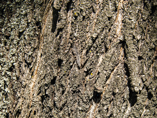 the texture of the bark of the maple