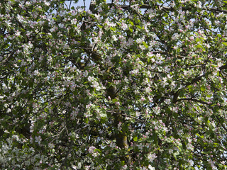 Fototapeta na wymiar Cherry blossoms in the garden