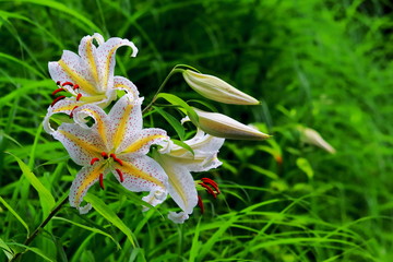 Obraz premium 山中に咲く山百合