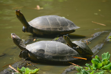 Obraz premium The Arrau turtle (Podocnemis expansa), also known as the South American river turtle, giant South American turtle, giant Amazon River turtle