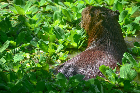 A Capybara by the side of a river in the Amazon rainforest