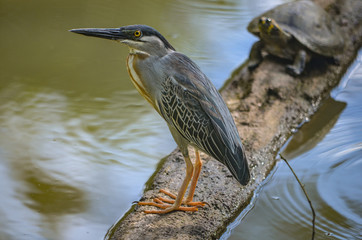 a Striated Heron site on a floating log with a turtle. Iquitos, Peru