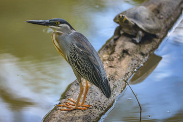 a Striated Heron site on a floating log with a turtle. Iquitos, Peru