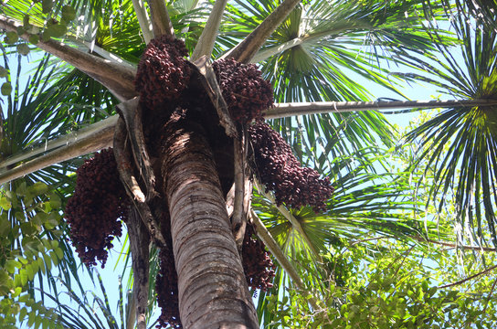 Aguaje, an Amazonian superfruit growing in the Amazon rainforest near Iquitos, Peru