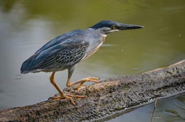 a Striated Heron in the Peruvian Amazon