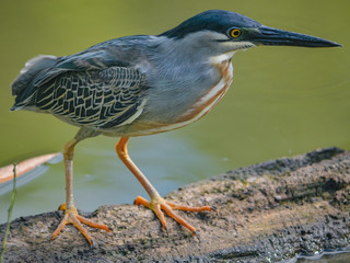 a Striated Heron in the Peruvian Amazon