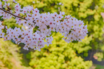 東京千鳥ヶ淵の桜