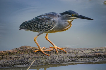 a Striated Heron in the Peruvian Amazon
