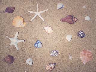 Fototapeta na wymiar Starfish and sea shells on sand.