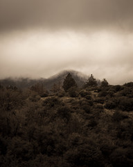 Obraz premium National Forest 