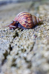Sripe Snail