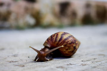 Front View Snail