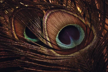 Foto op Plexiglas The Peacock's Tail Feathers © neosiam