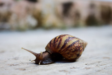 Side View Crawl Snail