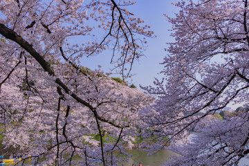 東京千鳥ヶ淵の桜