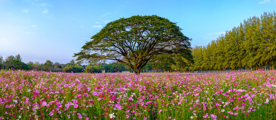 Big tree In the middle of the codmos flower field.