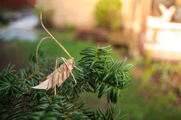 Grasshopper handmade on tree