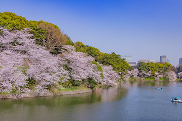 Fototapeta premium 東京千鳥ヶ淵の桜