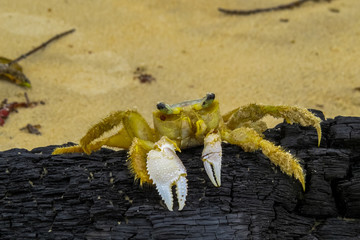 Crab in the beach