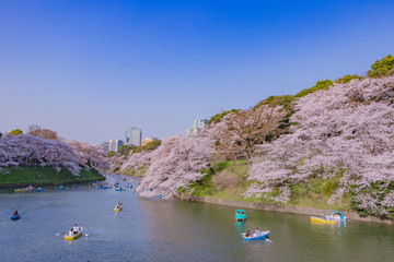 東京千鳥ヶ淵の桜
