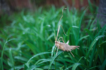 Grasshopper handmade on grass after rain