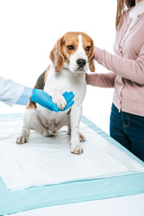 cropped image of woman holding beagle and veterinarian examining paw isolated on white background