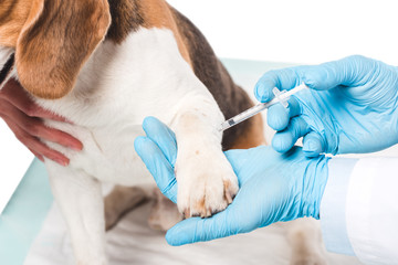 cropped image of veterinarian doing injection by syringe to dog isolated on white background