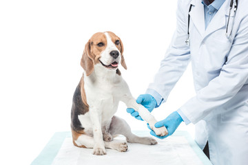 cropped image of veterinarian examining beagle paw isolated on white background
