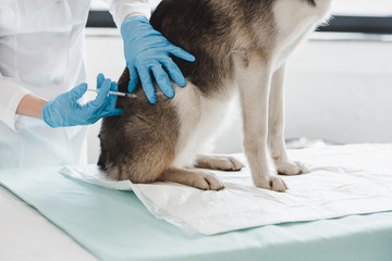 cropped image of veterinarian doing injection by syringe to dog in clinic