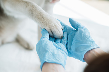 cropped image of veterinarian in latex gloves examining dog paw - obrazy, fototapety, plakaty