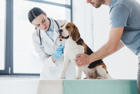 cropped image of man holding beagle while female veterinarian doing injection by syringe