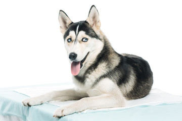 cute husky laying on vet table isolated on white background