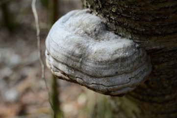 Tinder Fungus - Fomes fomentarius