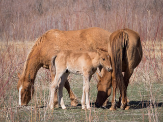 Naklejka na ściany i meble Two wild mares and a colt that are part of a herd of wild horses in the Bighorn Canyon National Recreation Area. The mares are grazing on grass while the colt is standing behind his mother.