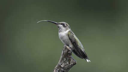 A Hummingbird's Tongue